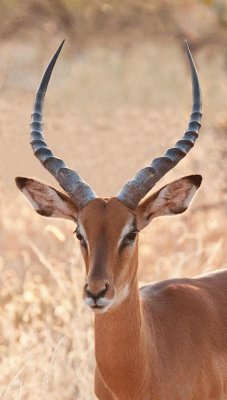 D3_135 Male Impala.jpg