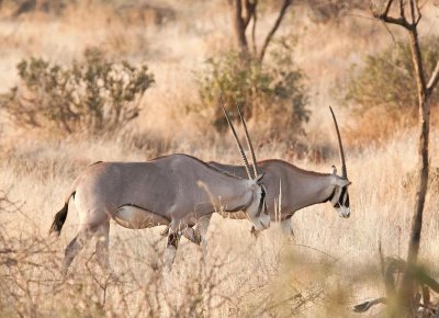 D3_137 Oryx.jpg