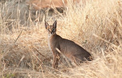 D3_141 Caracal.jpg