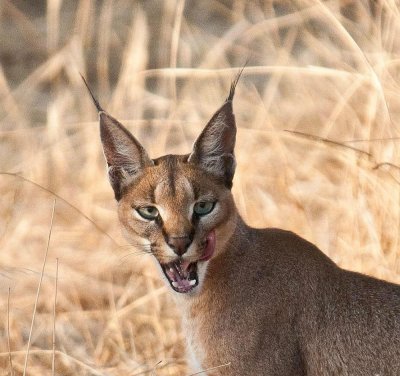 D3_146 Caracal.jpg