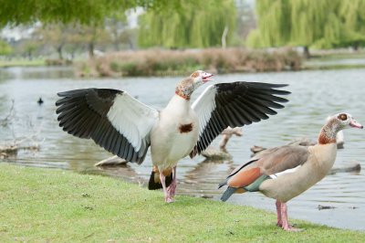 D3_833 Adult Egyptian Goose.jpg