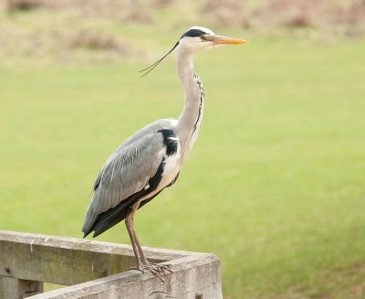 D3_875 Grey Heron.jpg