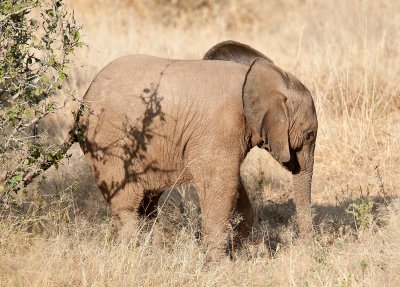 D3_0184 Elephant calf.jpg
