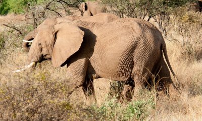 D3_192 Mother and calf.jpg