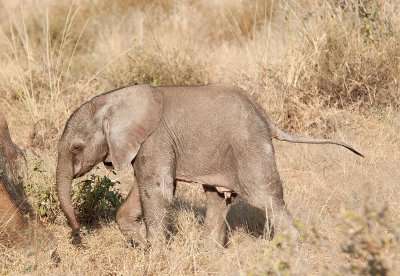 D3_201 Very young Elephant calf.jpg