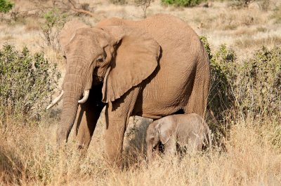 D3_209 Mother and calf.jpg