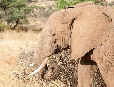 D3_262 African Elephant.jpg