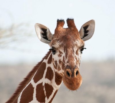 D3_231 Riticulated Giraffe.jpg