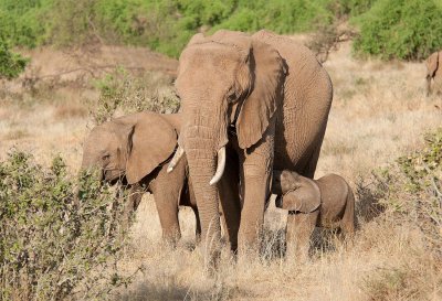 D3_178 African Elephant family.jpg