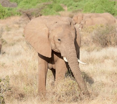 D3_180 African Elephant.jpg