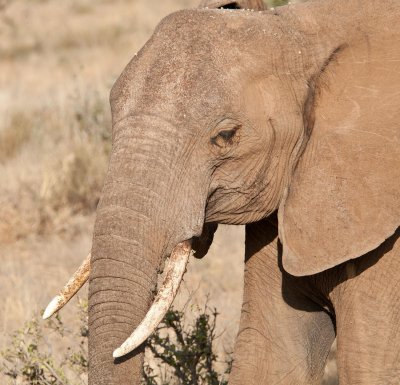 D3_0181 African Elephant.jpg
