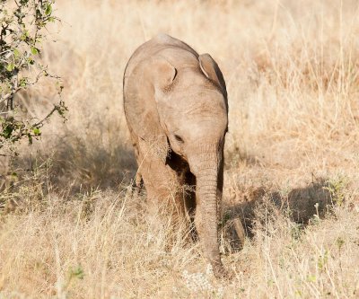 D3_183 African Elephant calf.jpg
