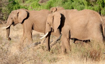 D3_186 African Elephant.jpg