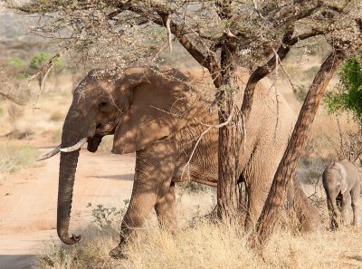 D3_196 Mother  and calf.jpg