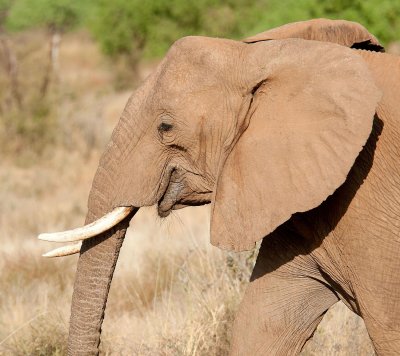 D3_200 Female African Elephant.jpg