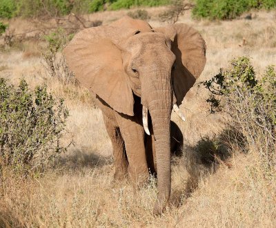 D3_202 Female African Elephant.jpg