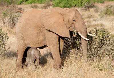 D3_206 Mother and calf.jpg