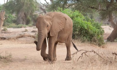D3_291 African Elephant.jpg