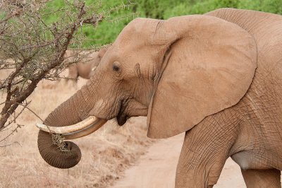 D3_294 African Elephant.jpg