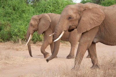 D3_295 African Elephants.jpg
