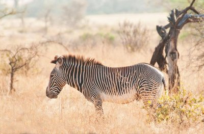 D3_168 Grevy's Zebra.jpg