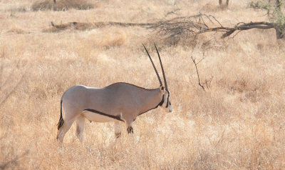 D3_ 212 Oryx.jpg