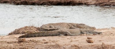 D3_272 Basking Crocodiles.jpg