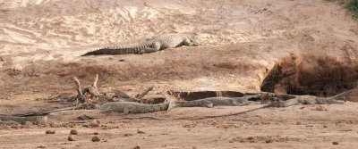 D3_273 Basking Crocodiles.jpg