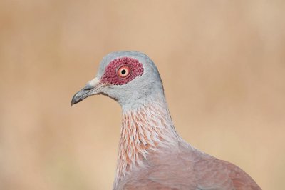 D3_218 Speckled Pigeon.jpg