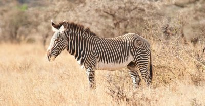 D3_265 Grevys Zebra.jpg