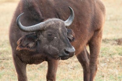 D3_329 Young African Cape Buffalo.jpg