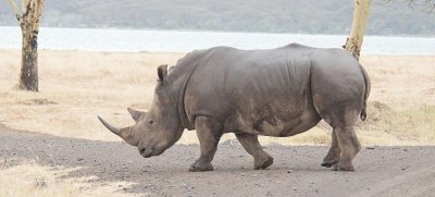 D3_335 White Rhino.jpg