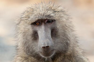 D3_348 Savanna Baboon.jpg