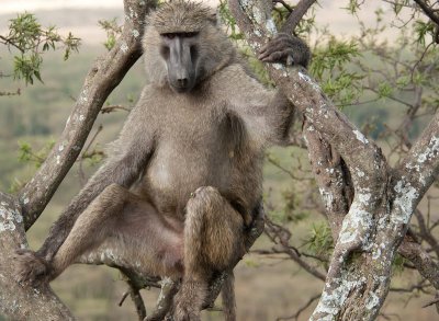D3_ 350 Male Savanna Baboon.jpg
