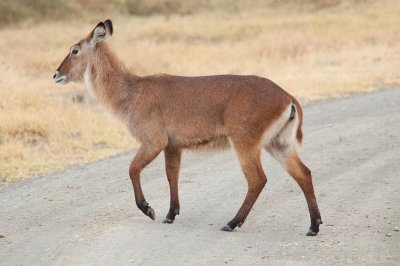D3_ 367 Female Waterbuck.jpg