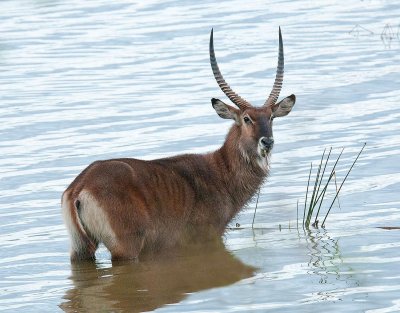 D3_391 Male Waterbuck.jpg