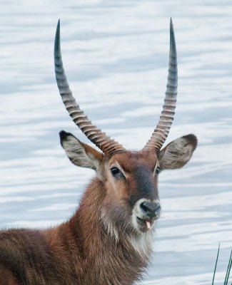 D3_392 Male Waterbuck.jpg