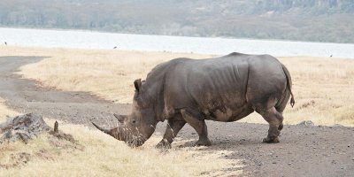 D3_336 White Rhino.jpg