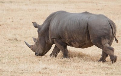 D3_337 White Rhino.jpg