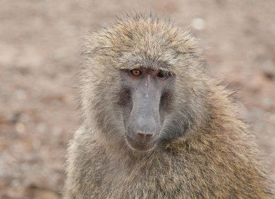 D3_ 343 Savanna Baboon.jpg