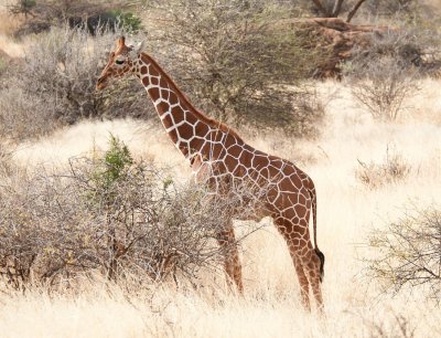 D3_236 Riticulated Giraffe.jpg