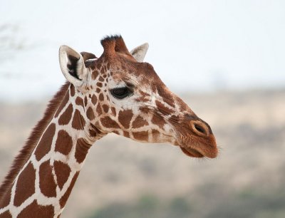 D3_238 Riticulated Giraffe.jpg