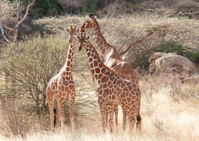 D3_242 Reticulated Giraffe.jpg