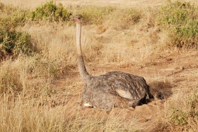 D3_278  Female Somali Ostrich.jpg