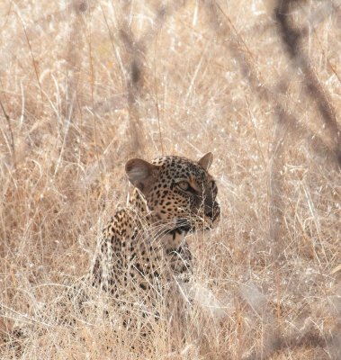 D3_61 Leopard.jpg
