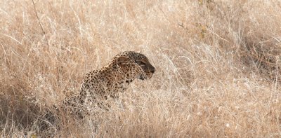 D3_46 Leopard.jpg