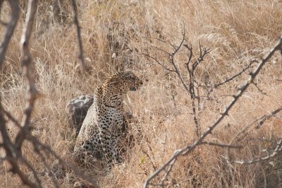 D3_76 Leopard.jpg