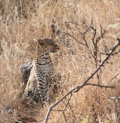 D3_78 Leopard.jpg