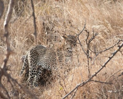 D3_80 Leopard.jpg