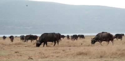D3_309 African Cape Buffalo.jpg